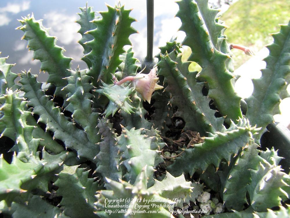 Photo of Lifesaver Plant (Ceropegia zebrina subsp. zebrina) uploaded by plantladylin