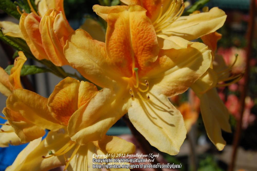 Photo of Azalea (Rhododendron 'Golden Flare') uploaded by valleylynn