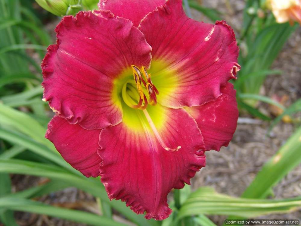 Photo of Daylily (Hemerocallis 'Camelot Red') uploaded by Calif_Sue