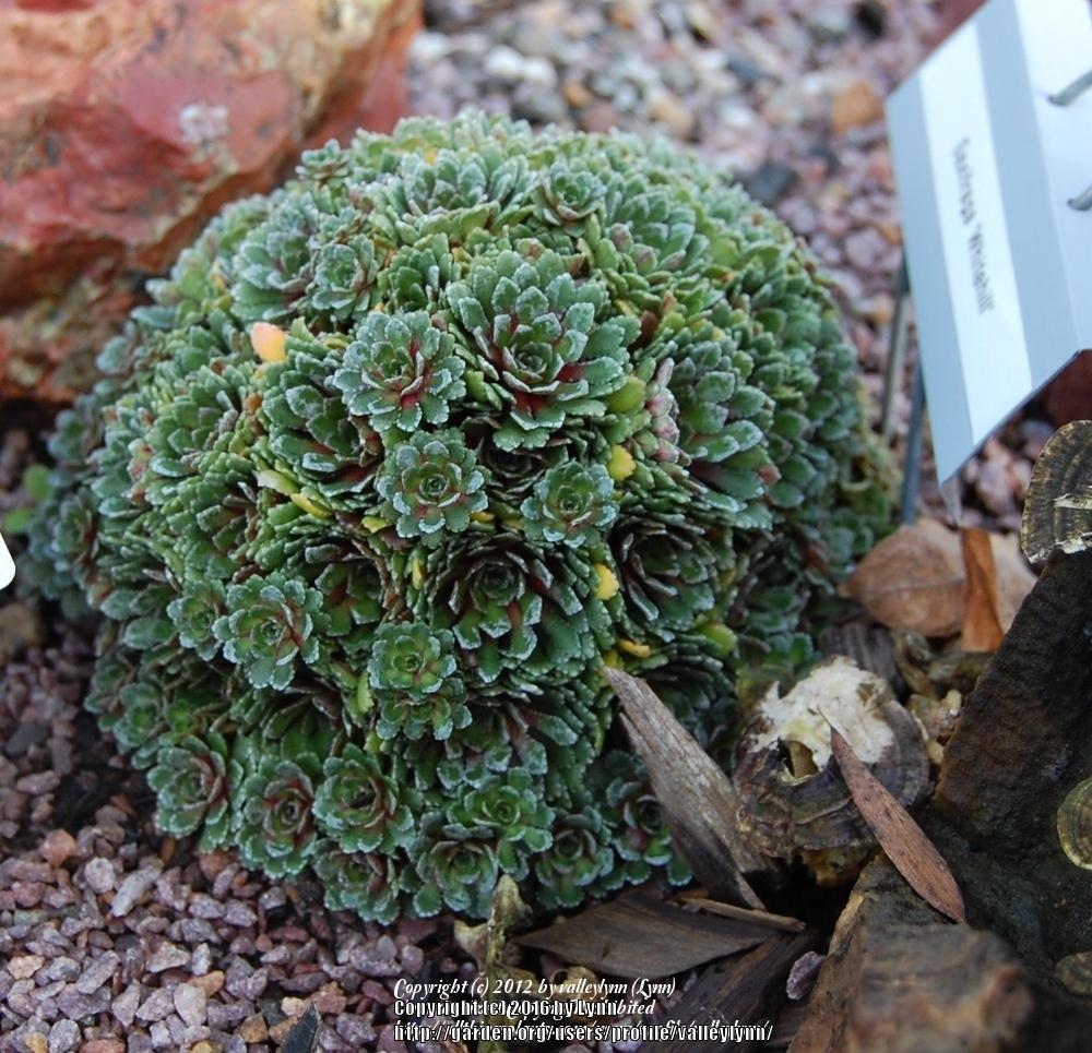 Photo of Encrusted Saxifrage (Saxifraga 'Whitehill') uploaded by valleylynn