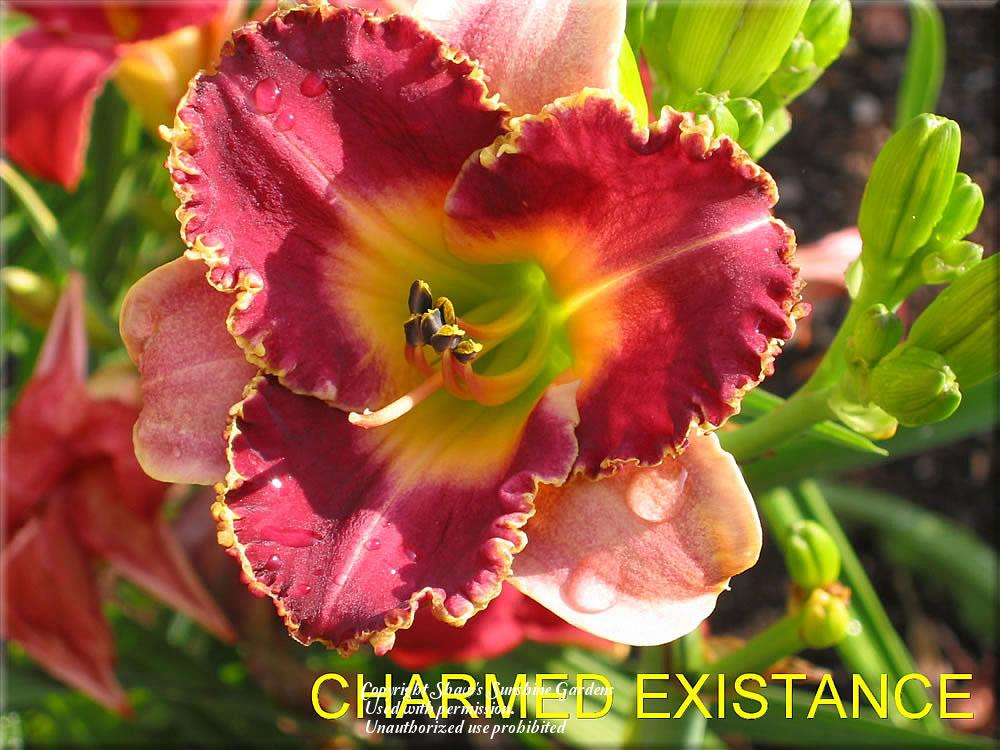 Photo of Daylily (Hemerocallis 'Charmed Existence') uploaded by vic