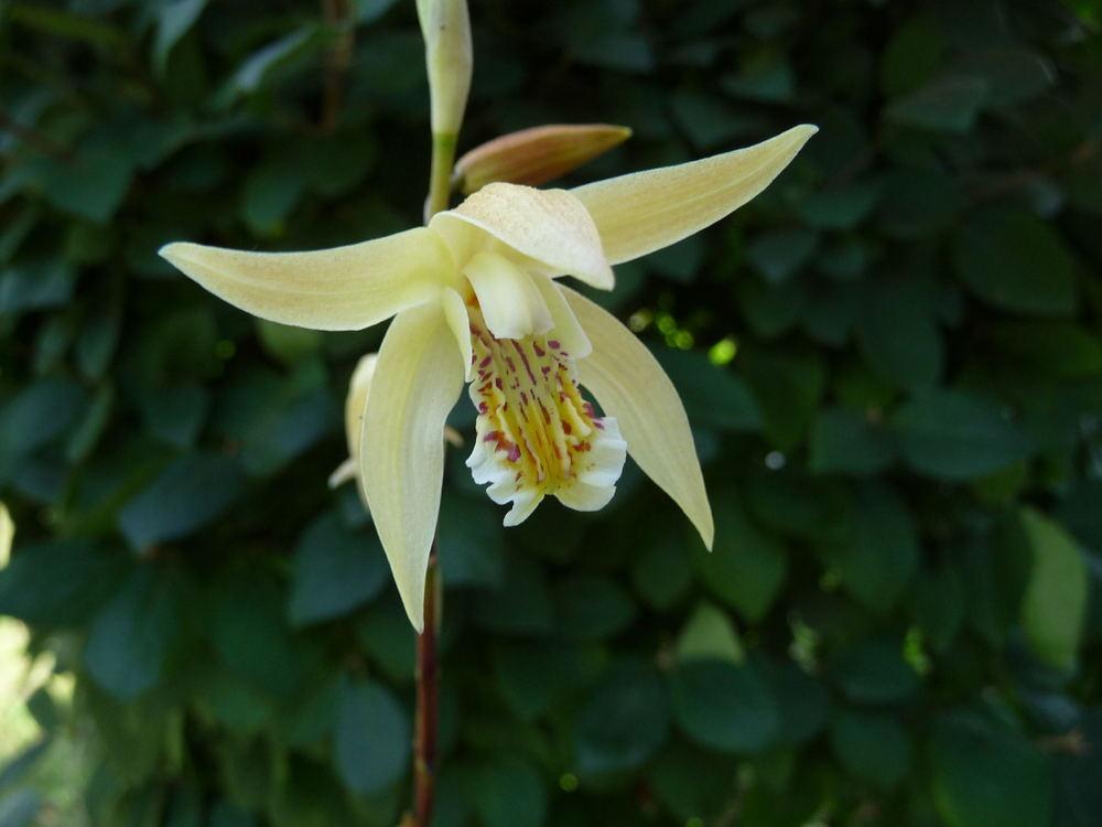 Photo of Chinese Ground Orchid (Bletilla ochracea) uploaded by xeronema