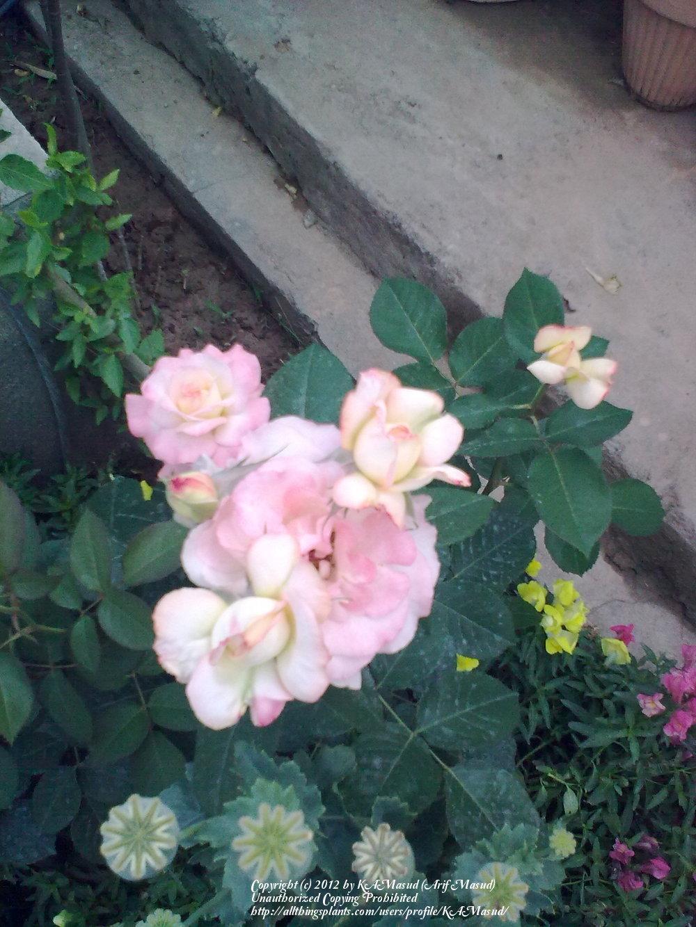 Photo of Roses (Rosa) uploaded by KAMasud