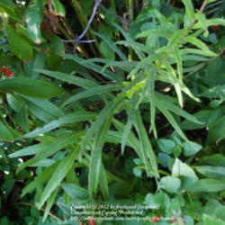 Location: My yard in Arlington, Texas.
Date: 2012-10-18
The leaves resemble milkweed.