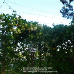 Location: Fielder House Butterfly garden Arlington, Texas.
Date: 2012-09-09
This vine can get quite large.