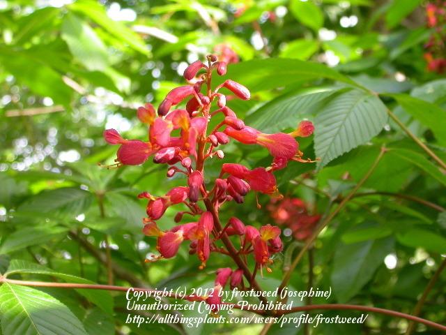 Photo of Red Buckeye (Aesculus pavia) uploaded by frostweed