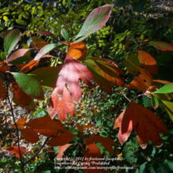 Location: My yard in Arlington, Texas.
Date: 2012-11-25
My little Sassafras tree in fall colors.
