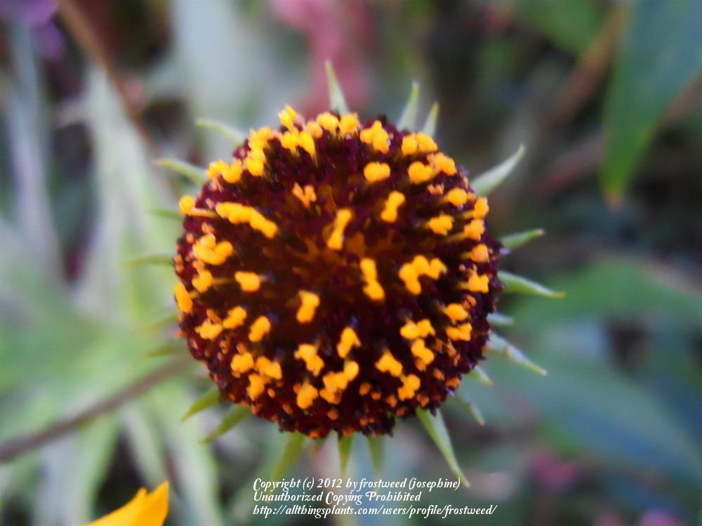 Photo of Swamp Sunflower (Helianthus angustifolius) uploaded by frostweed