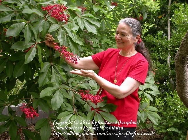 Photo of Red Buckeye (Aesculus pavia) uploaded by frostweed
