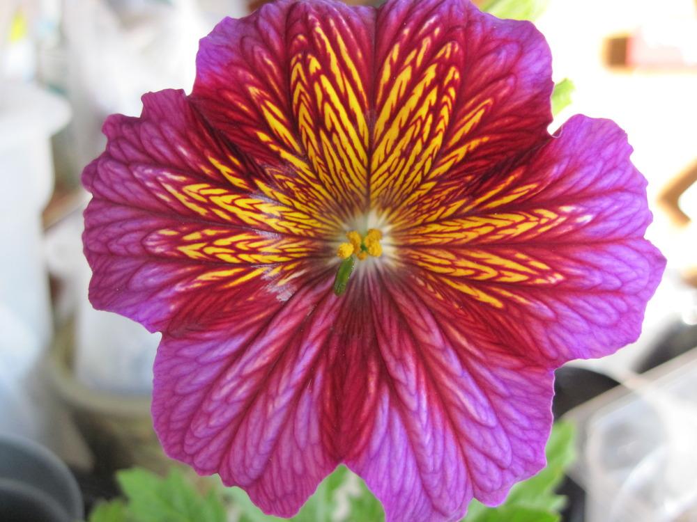 Photo of Painted Tongue (Salpiglossis sinuata 'Grandiflora Mix') uploaded by piksihk