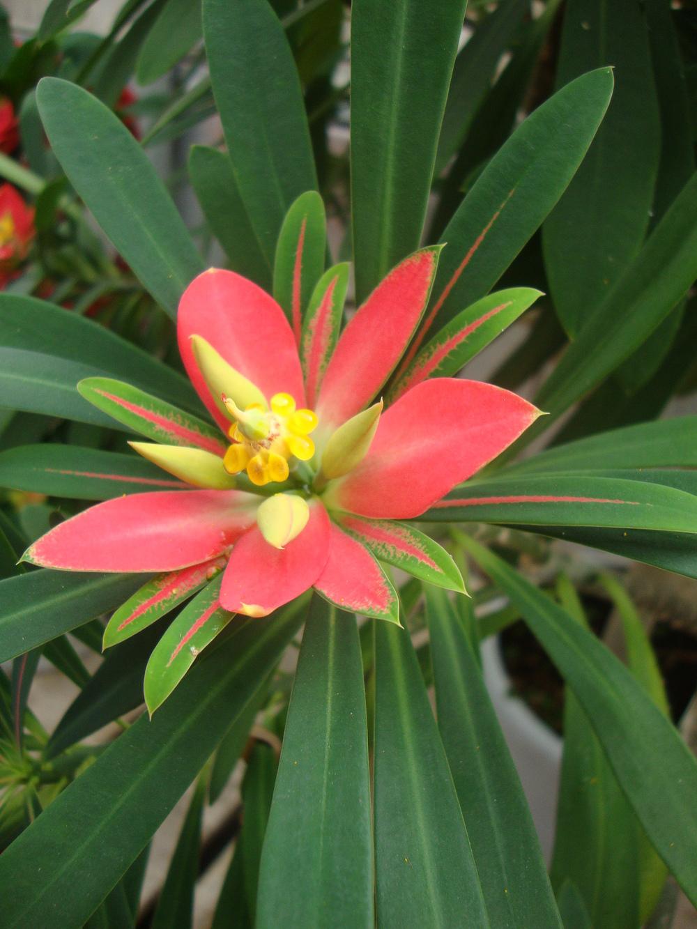 Photo of Jamaican Poinsettia (Euphorbia punicea) uploaded by Paul2032