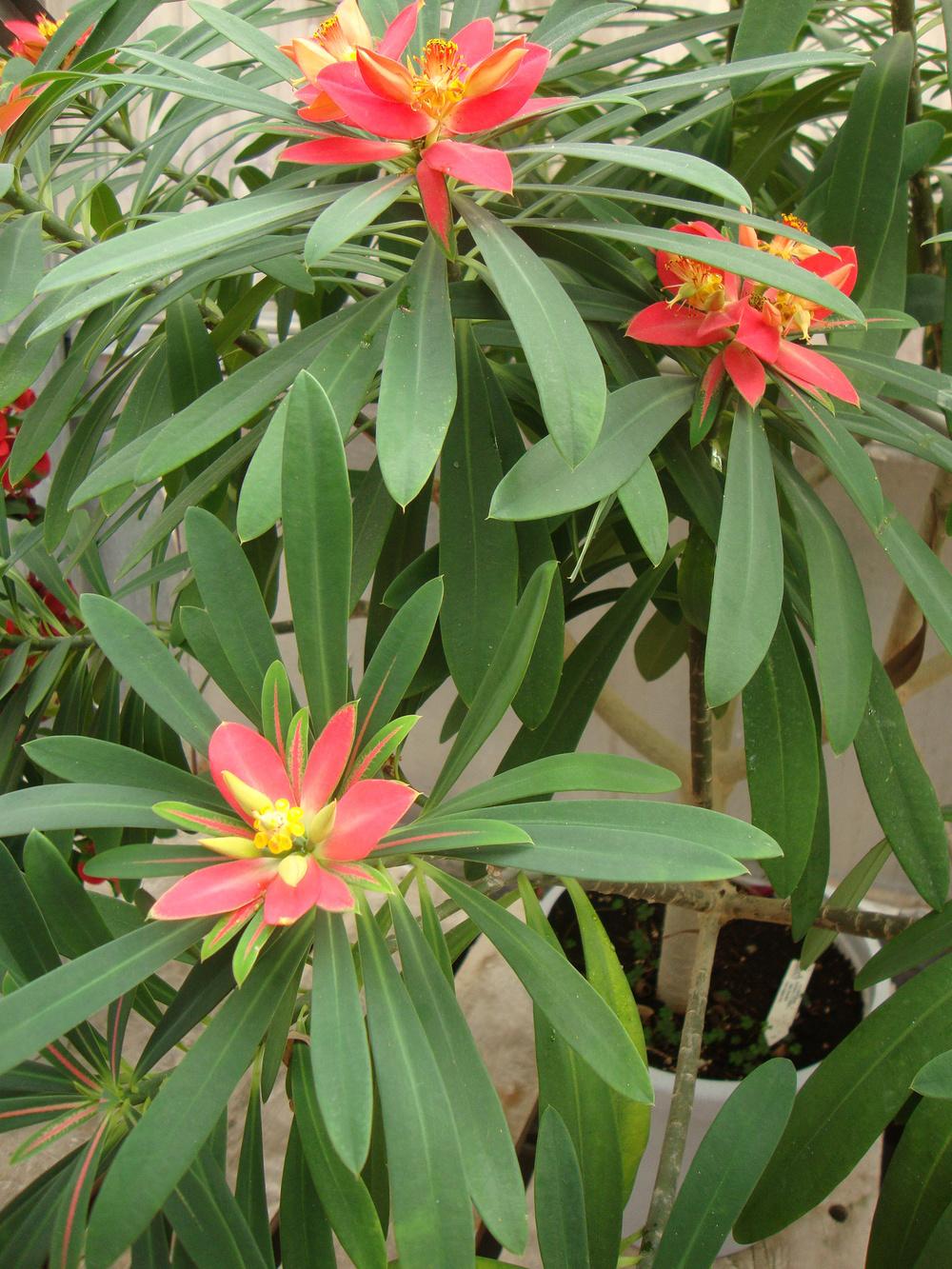 Photo of Jamaican Poinsettia (Euphorbia punicea) uploaded by Paul2032