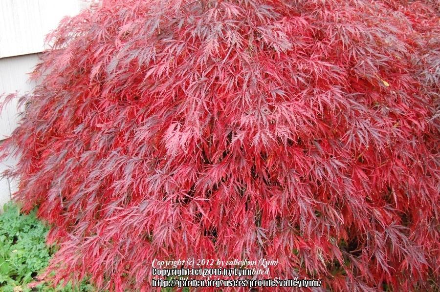 Photo of Cutleaf Japanese Maple (Acer palmatum 'Crimson Queen') uploaded by valleylynn