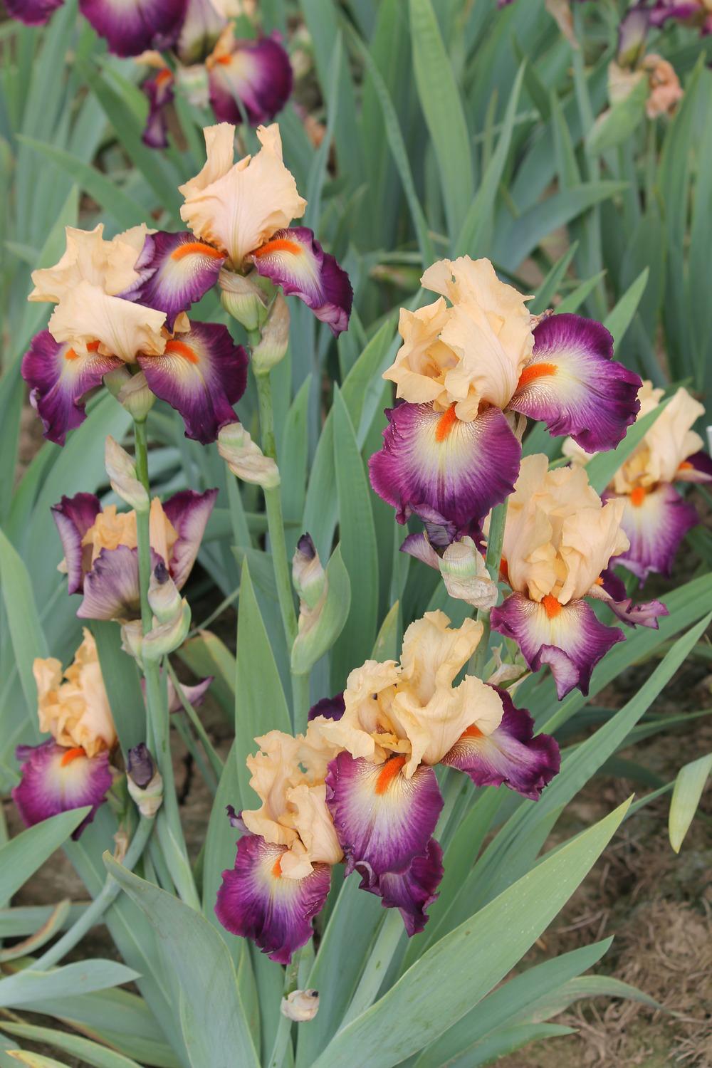Photo of Tall Bearded Iris (Iris 'Dancing Spree') uploaded by ARUBA1334