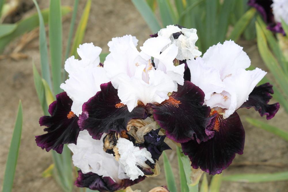Photo of Tall Bearded Iris (Iris 'Starring') uploaded by ARUBA1334