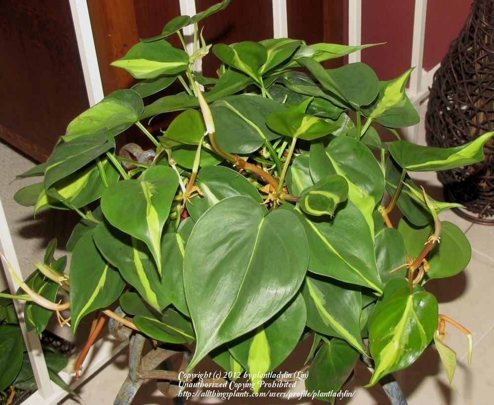 Photo of Philodendron (Philodendron hederaceum var. oxycardium 'Brasil') uploaded by plantladylin