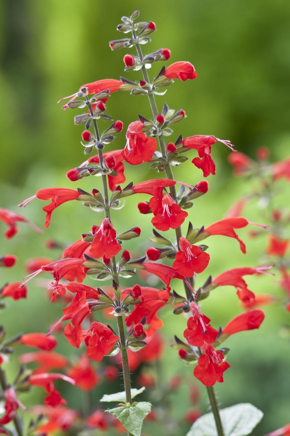 Photo of Salvia (Salvia coccinea Summer Jewel™ Red) uploaded by SongofJoy