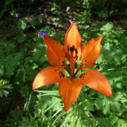 Location: My garden, Calgary, Alberta, Canada; zone 3.
Date: 2011-07-04 