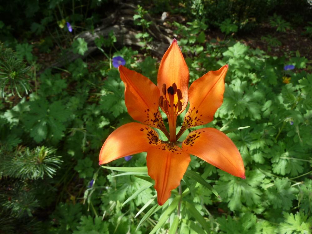 Photo of Wood Lily (Lilium philadelphicum) uploaded by growitall