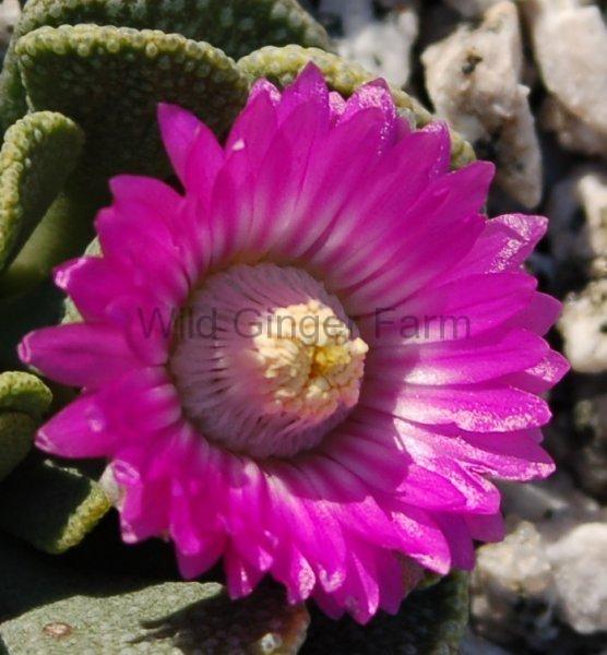 Photo of Hardy Living Stone (Aloinopsis spathulata) uploaded by valleylynn