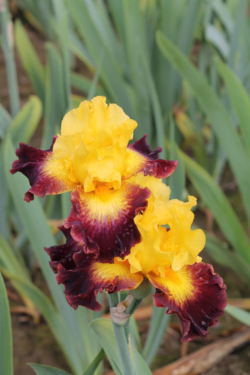 Photo of Tall Bearded Iris (Iris 'Mercury Rising') uploaded by ARUBA1334
