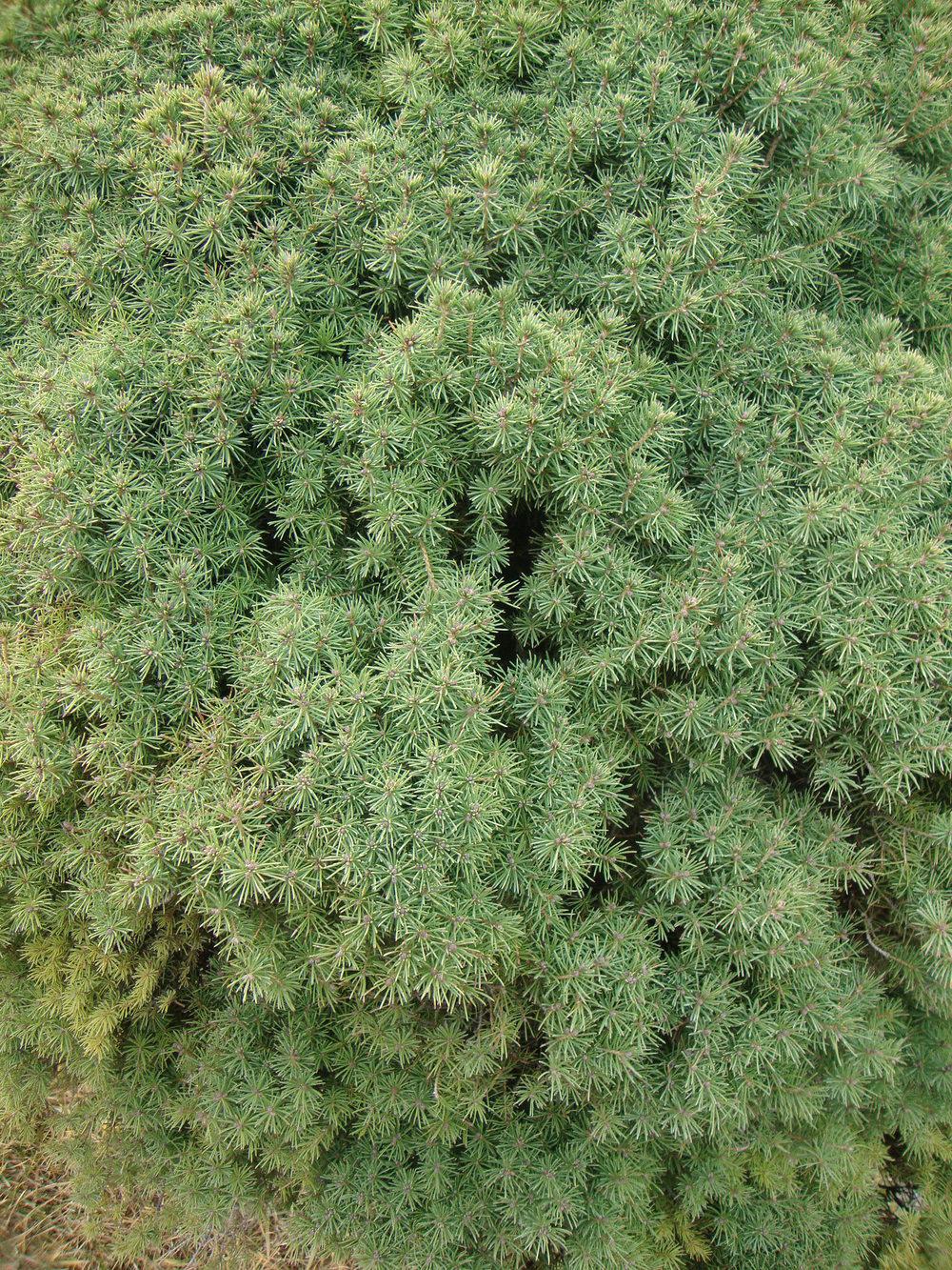 Photo of Dwarf Alberta Spruce (Picea glauca var. albertiana 'Conica') uploaded by Paul2032