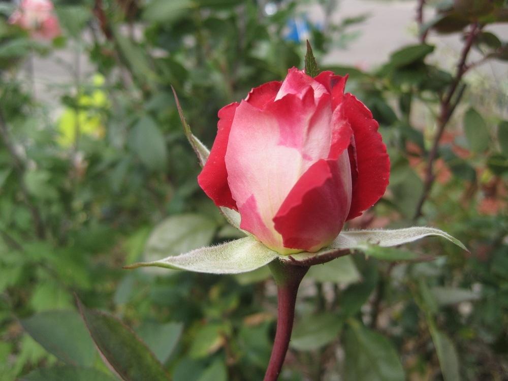 Photo of Rose (Rosa 'Kordes' Perfecta') uploaded by Skiekitty