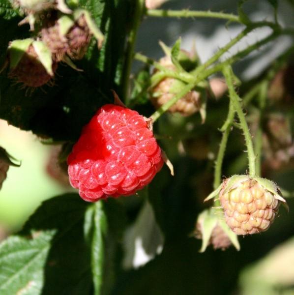 Photo of Wild Raspberry (Rubus calycinus) uploaded by SongofJoy
