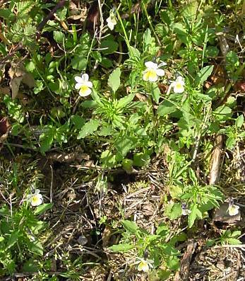 Photo of Field Pansy (Viola arvensis) uploaded by SongofJoy
