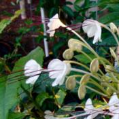 White flecks on leaves are diatomaceous earth