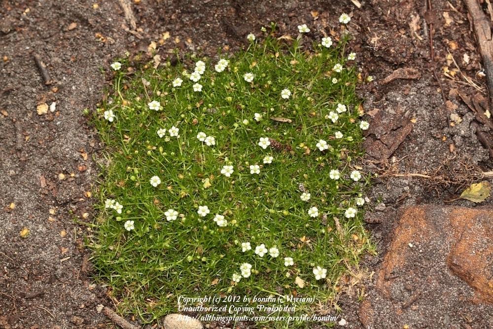 Photo of Irish Moss (Sagina subulata) uploaded by bonitin