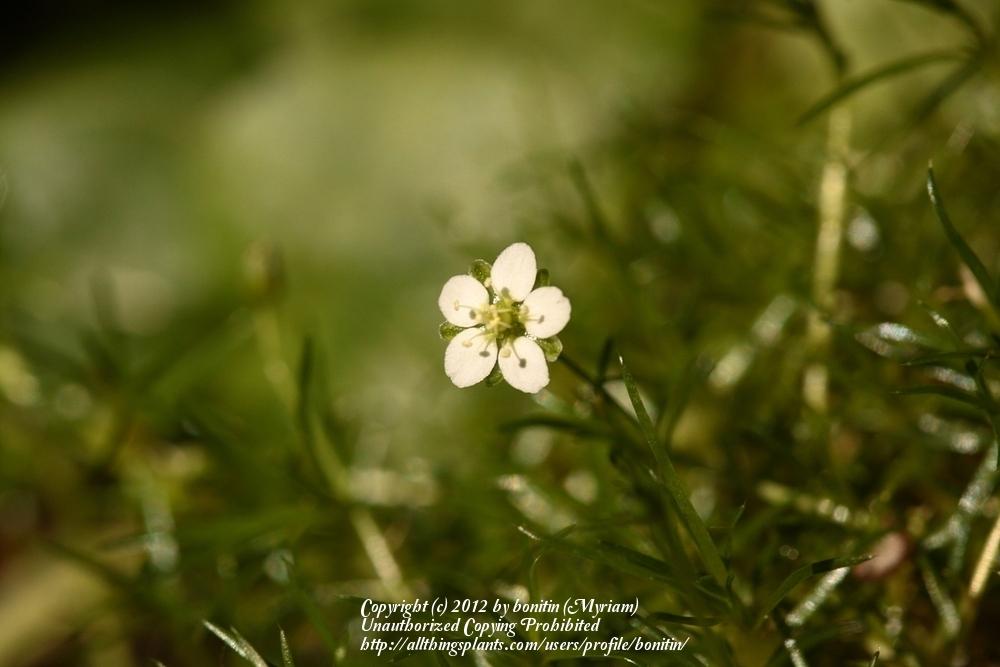Photo of Irish Moss (Sagina subulata) uploaded by bonitin