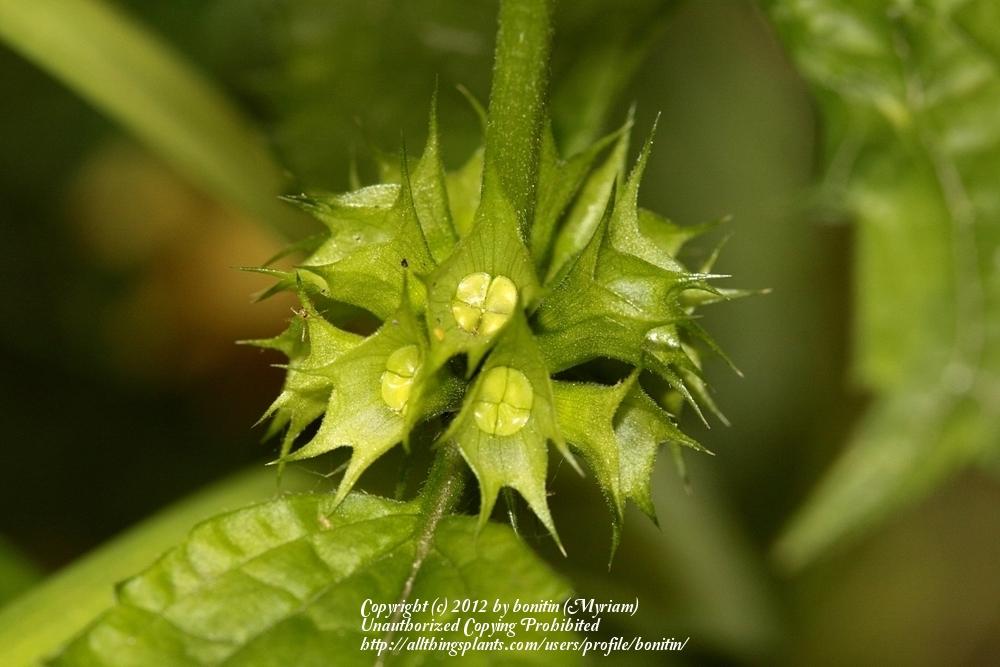 Photo of Marsh Woundwort (Stachys palustris) uploaded by bonitin