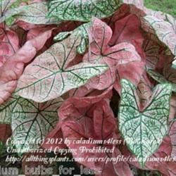 Uploaded by caladiums4less