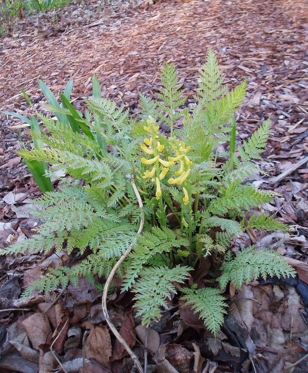 Photo of Ferny Corydalis (Corydalis cheilanthifolia) uploaded by growitall