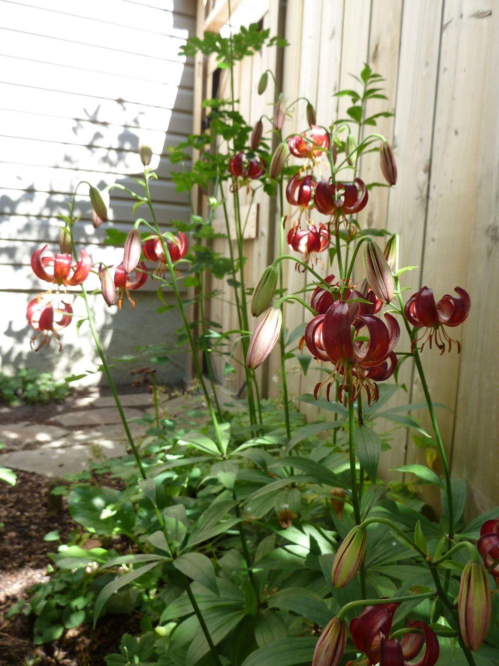 Photo of Martagon Lily (Lilium x dalhansonii) uploaded by growitall