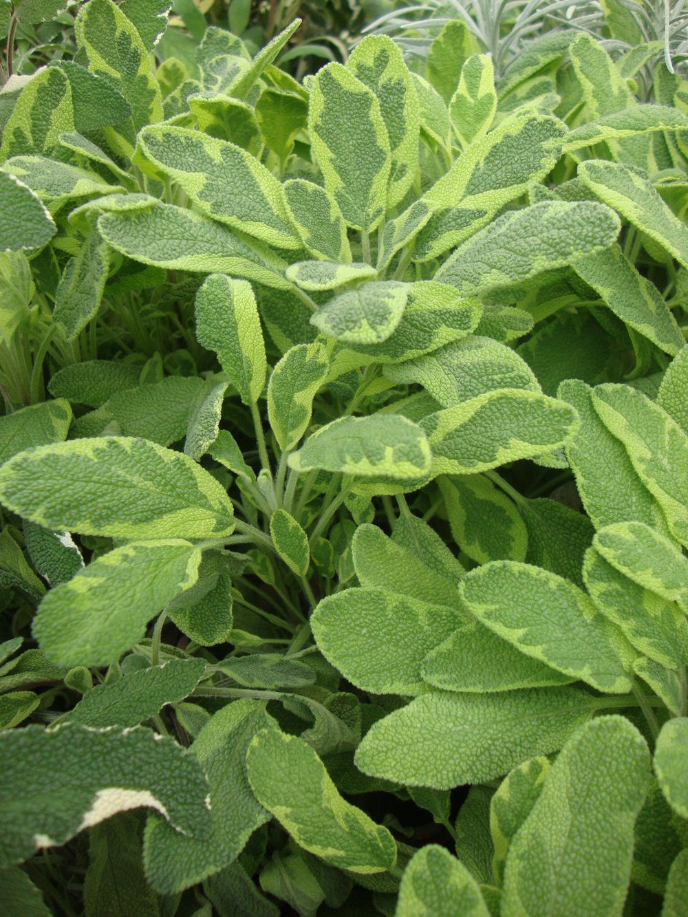 Photo of Variegated Golden Sage (Salvia officinalis 'Icterina') uploaded by Paul2032
