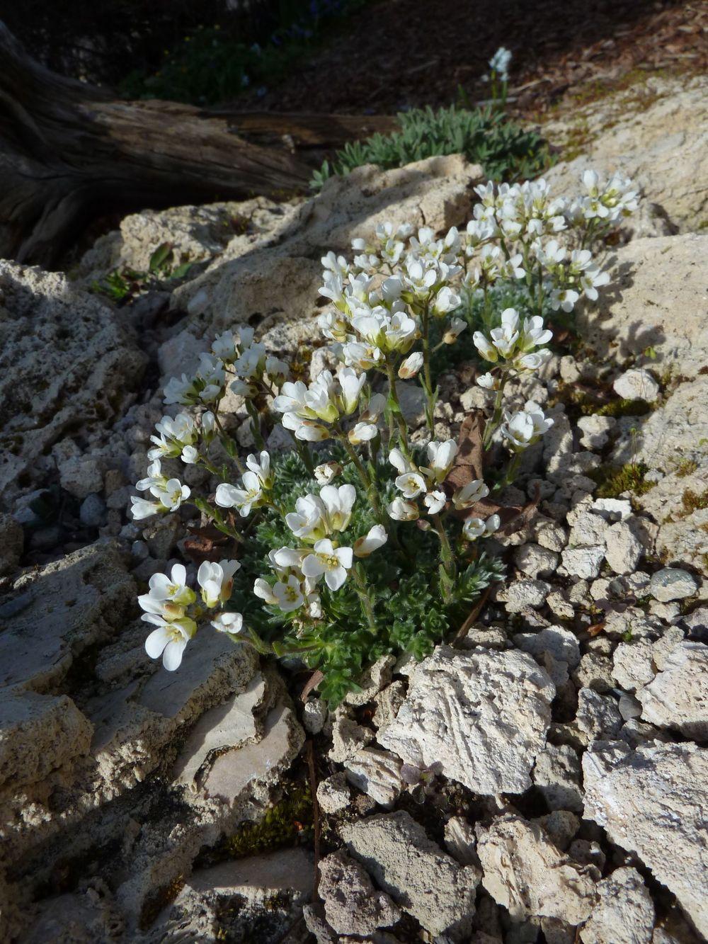 Photo of Rock Cress (Arabis androsacea) uploaded by growitall
