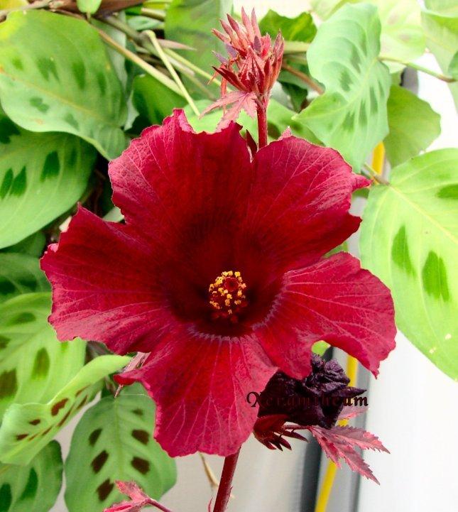 Photo of Hibiscus (Hibiscus acetosella 'Haight Ashbury') uploaded by Xeramtheum