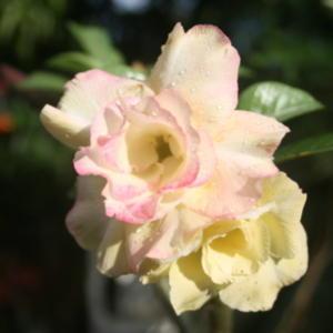 This Adenium starts pale yellow, with very nice form.  In shade, 