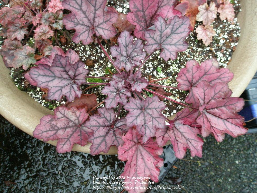 Photo of Coral Bells (Heuchera 'Spellbound') uploaded by springcolor