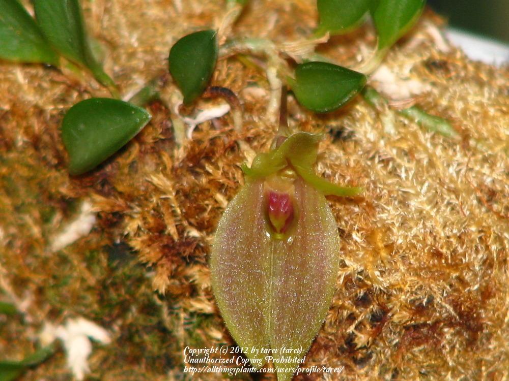 Photo of Orchid (Barbosella australis) uploaded by tarev