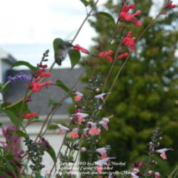Location: My garden in Kentucky
Date: 2012-09-23
Ruby Throated Hummingbird enjoying the nectar of the flowers. #Po