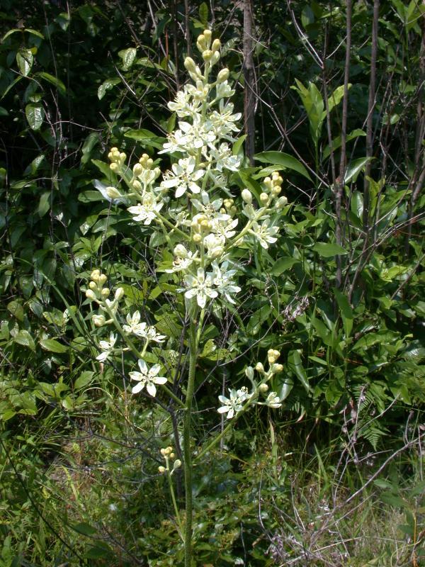 Photo of Virginia Bunchflower (Veratrum virginicum) uploaded by SongofJoy