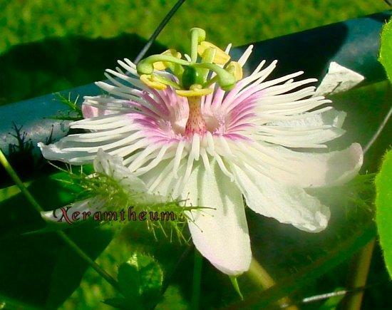 Photo of Passion Flower (Passiflora foetida var. gossypiifolia) uploaded by Xeramtheum