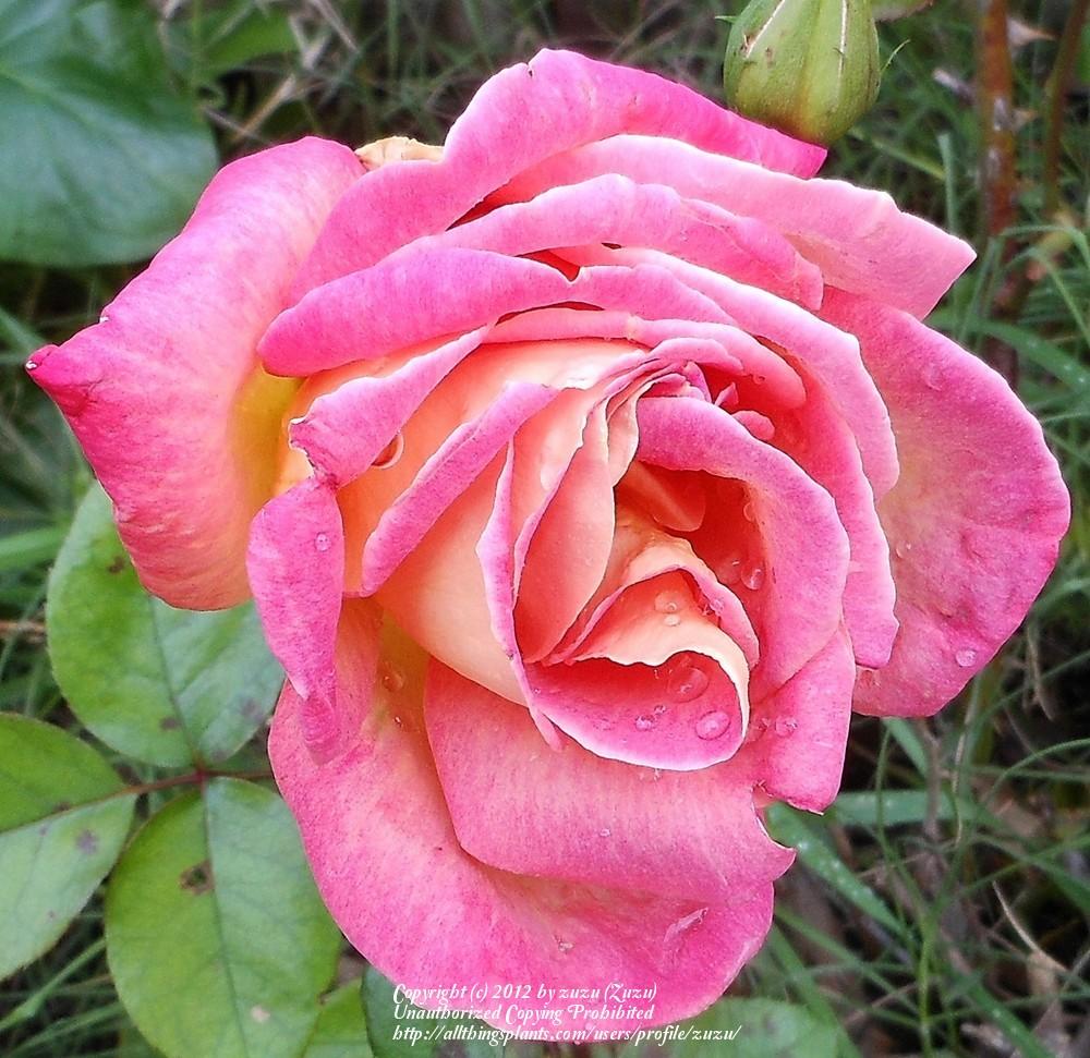 Photo of Rose (Rosa 'Madame Dieudonne') uploaded by zuzu