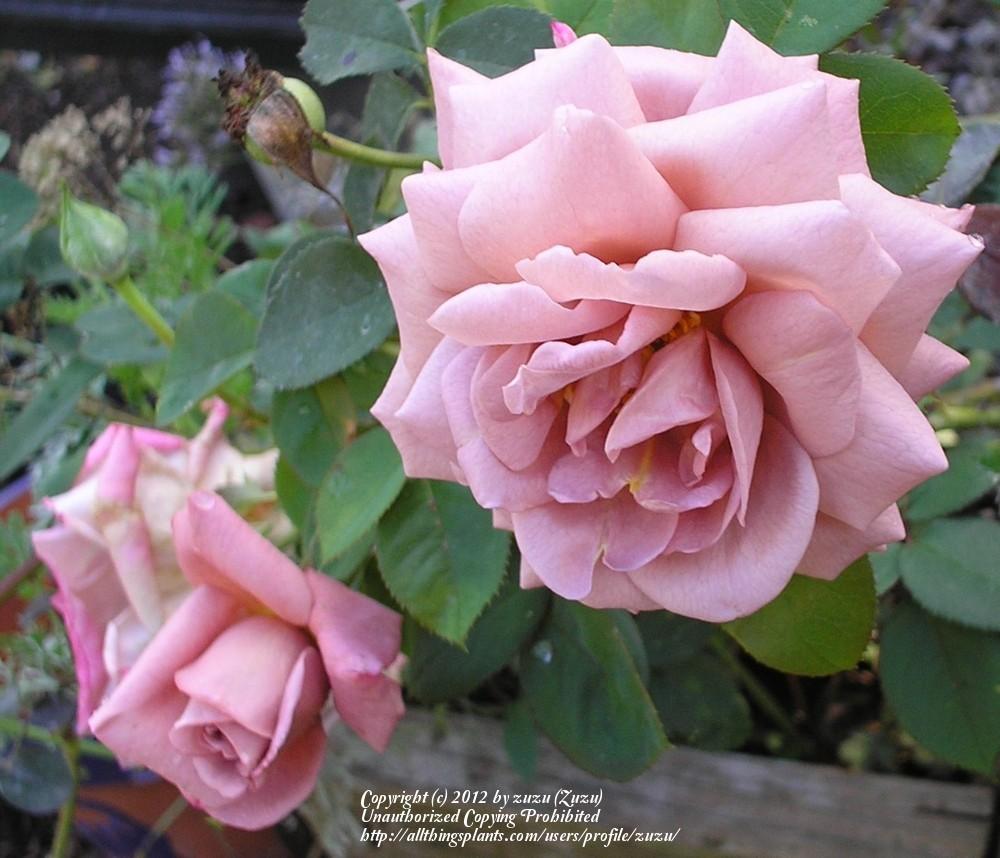 Photo of Rose (Rosa 'Nimbus') uploaded by zuzu