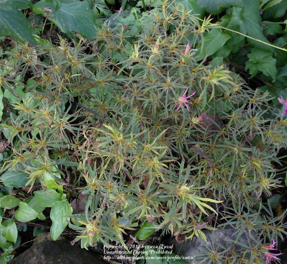 Photo of Spider Azalea (Rhododendron stenopetalum 'Linearifolium') uploaded by zuzu