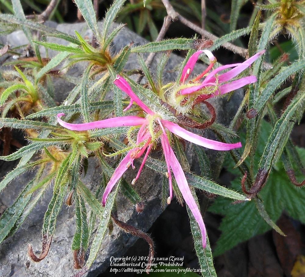Photo of Spider Azalea (Rhododendron stenopetalum 'Linearifolium') uploaded by zuzu