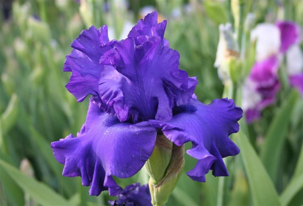 Photo of Tall Bearded Iris (Iris 'Magheralin') uploaded by KentPfeiffer